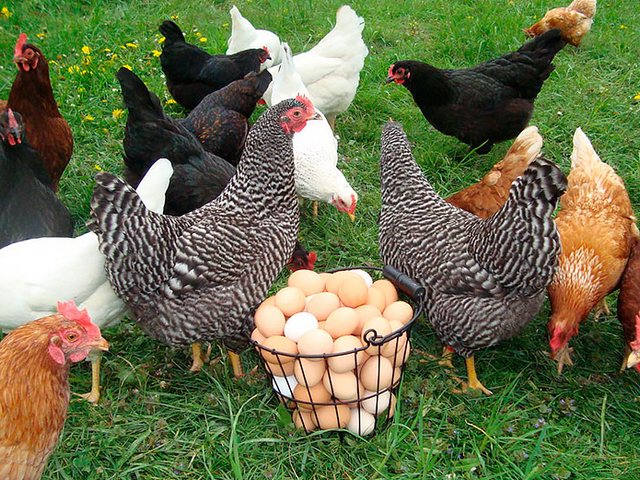 Содержание кур и уход за ними | ЗооТом - продажа, вязка и услуги для животных в Бирюсинске
