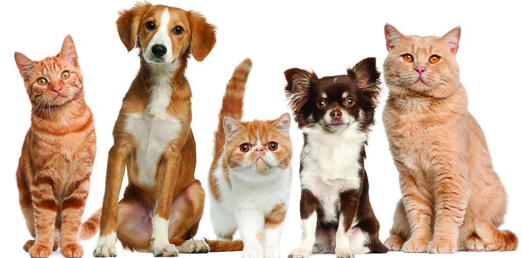 Доска объявлений о животных | ЗооТом - продажа, вязка и услуги для животных в Бирюсинске