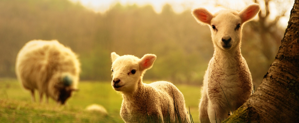 Объявления о сельскохозяйственных животных | ЗооТом - продажа, вязка и услуги для животных в Бирюсинске