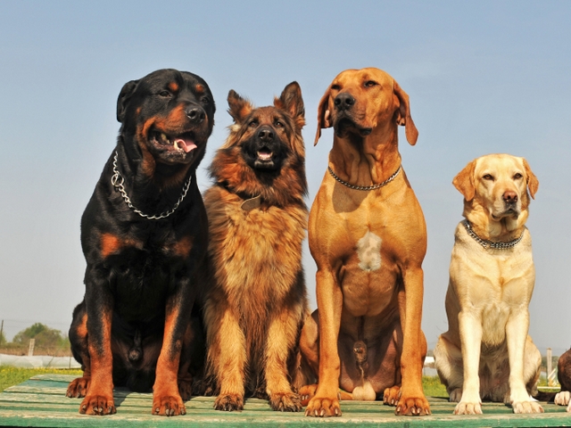 Крупные породы собак в Бирюсинске | ЗооТом портал о животных